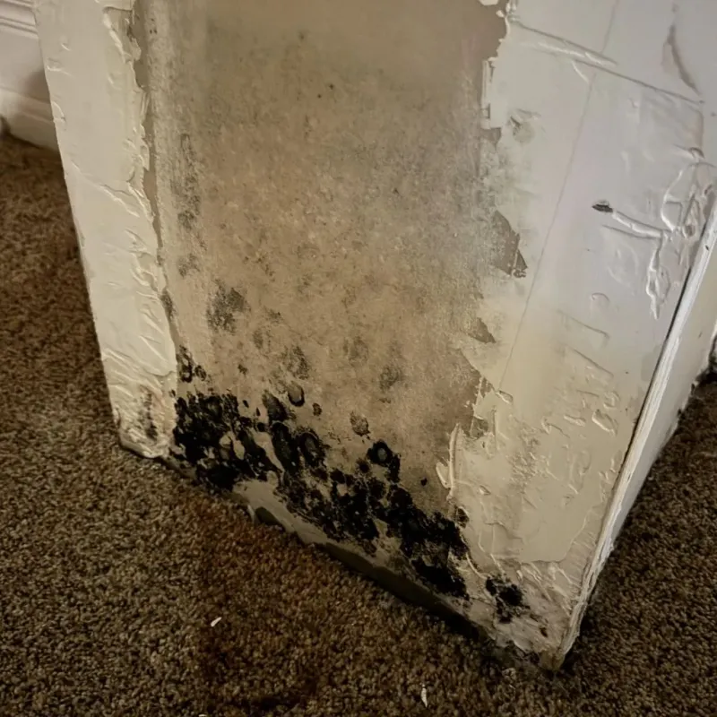 Professional Mold Removal in Worthington, KY
